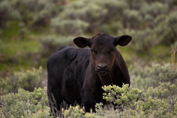 Black Angus 2